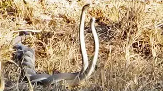 Video thumbnail for Fighting Black Mamba Snakes