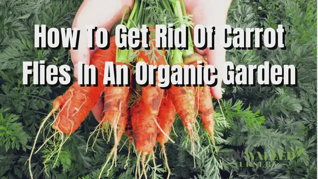 'Video thumbnail for How To Get Rid Of Carrot Flies In An Organic Garden - The Walled Nursery'