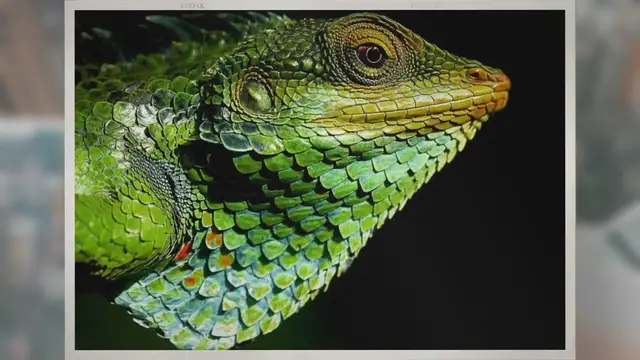 Video thumbnail for Can Chameleons See in the Dark?