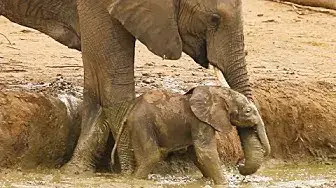 Video thumbnail for Elephants Rescuing / Protecting Calves - Compilation (Ep 1)