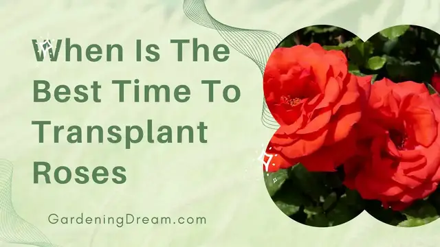 Video thumbnail for When Is The Best Time To Transplant Roses