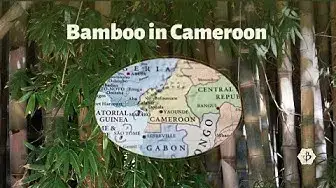 Video thumbnail for Bamboo crafts in Cameroon
