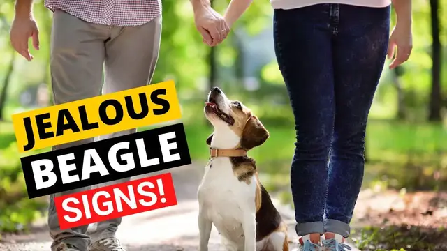 'Video thumbnail for 7 Signs your Beagle is Jealous'