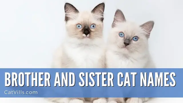 Video thumbnail for BROTHER AND SISTER CAT NAMES