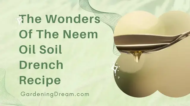 Video thumbnail for The Wonders Of The Neem Oil Soil Drench Recipe