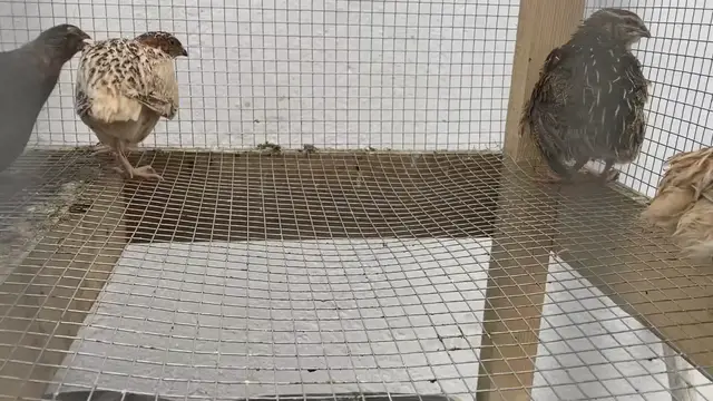 'Video thumbnail for Aggressive quail'
