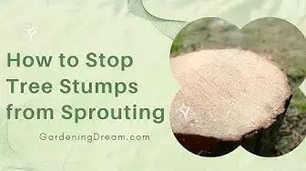 Video thumbnail for How to Stop Tree Stumps from Sprouting