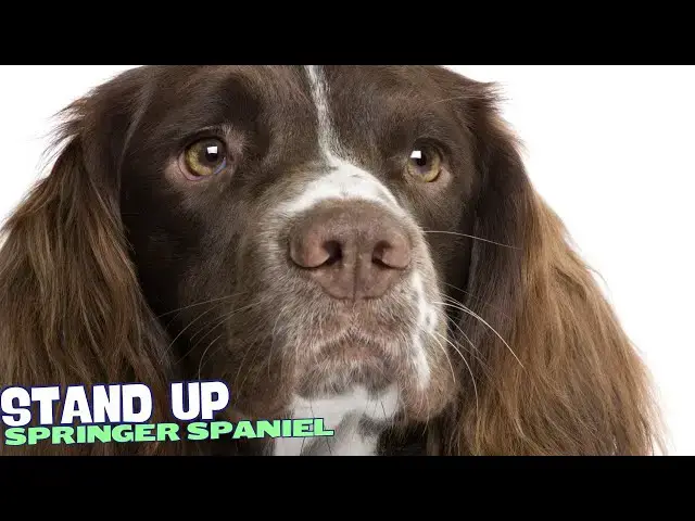Video thumbnail for 8 Things You Need to Know BEFORE Getting a Springer Spaniel! 🐾