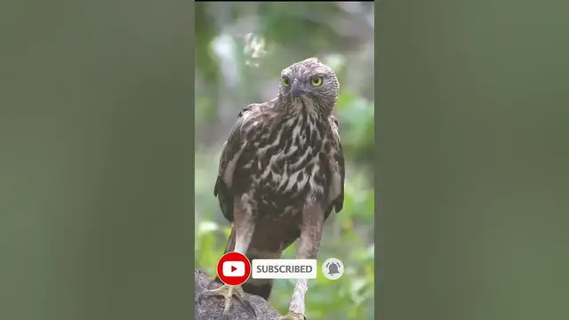 Video thumbnail for changeable hawk-eagle or crested hawk-eagle #shorts
