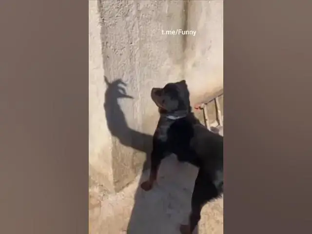 Video thumbnail for Funny Dog