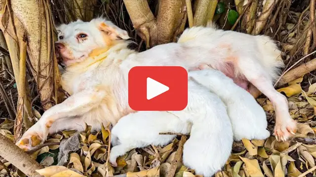 Video thumbnail for Her Puppies Cried in the Cold as Their Mother Lay Unmoving