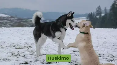 'Video thumbnail for Huskimo: 11 Things You Didn’t Know About the Huskimo Breed'