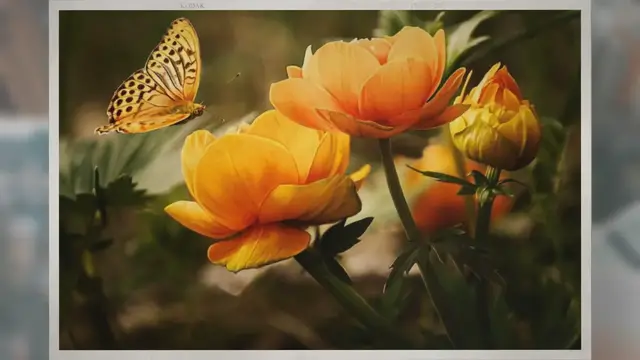 Video thumbnail for How Do Butterflies Breathe?