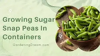 Video thumbnail for Growing Sugar Snap Peas In Containers