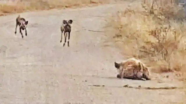 Video thumbnail for Hyena Tries Hiding from Wild Dogs in Plain Sight