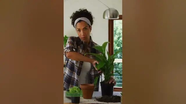 'Video thumbnail for The Best Way to Fix Snake Plant Splitting Leaves (2023)'