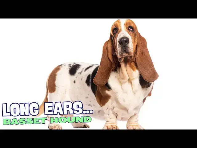 Video thumbnail for Why Do Basset Hounds Have Long Ears? 🐶