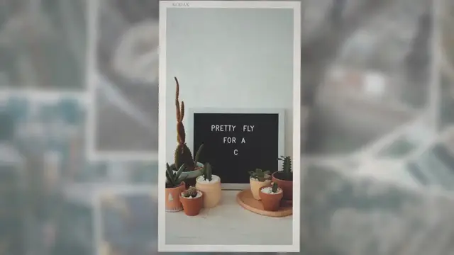 Video thumbnail for Why Is My Cactus Turning Purple