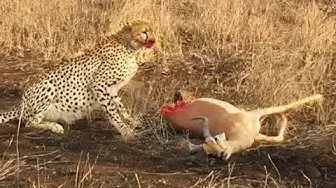Video thumbnail for Half Eaten Impala Tries Escaping Cheetah