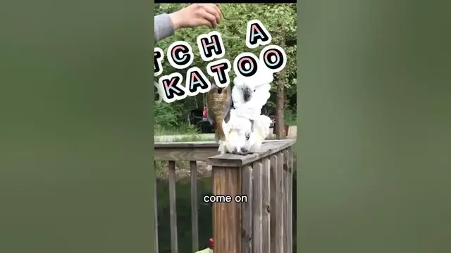 Video thumbnail for Catch of the Day: Fishing Memes #memes #fishing #fish #fishingmemes #catchoftheday