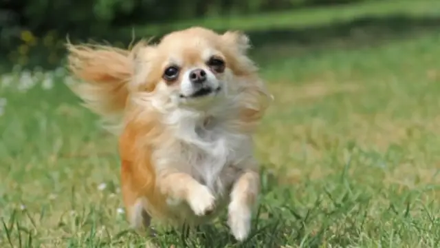 Video thumbnail for The Best Dog Breeds That Love Hot Weather