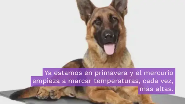 Video thumbnail for ¿Cuál es la mejor manta refrigerante para perros?