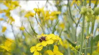 Video thumbnail for "Exploring the Secret World of Bees: From Hive to Honey | Nature's Wonders Revealed"