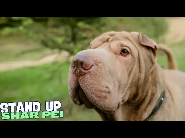 Video thumbnail for 7 Things You Need To Know BEFORE Getting a Shar Pei 🐾
