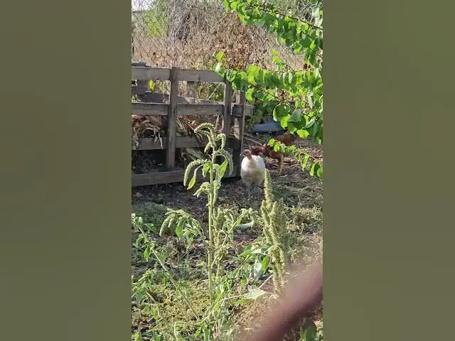 Video thumbnail for Adorable chickens😍😘🥰#shorts