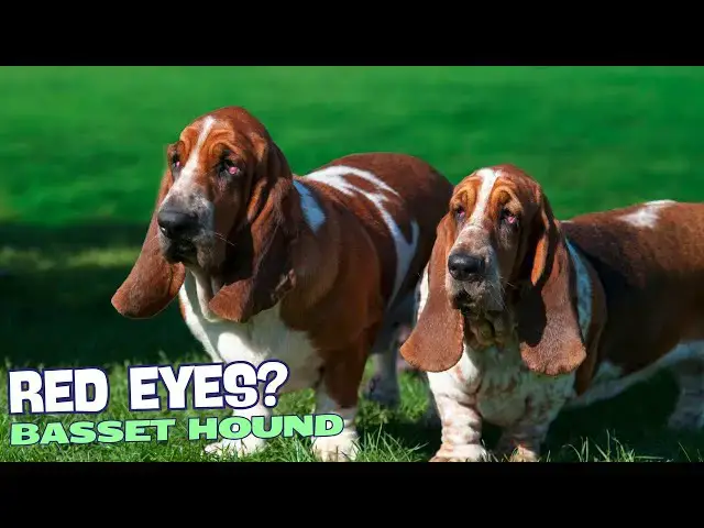 Video thumbnail for Why Do Basset Hounds Have Red Eyes? 🐶