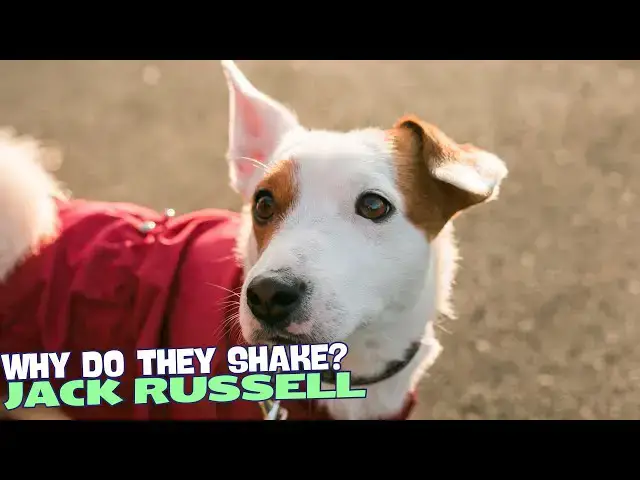 'Video thumbnail for 🐾 Why Do Jack Russells Shake? 🐶'