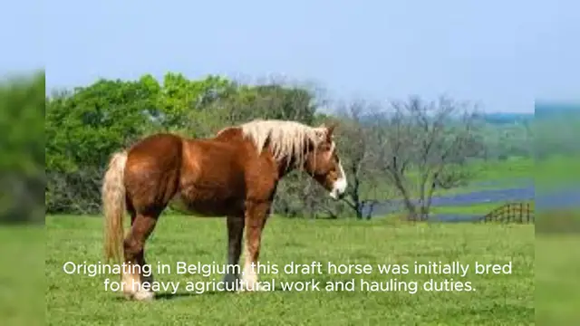 Video thumbnail for Belgian Horse