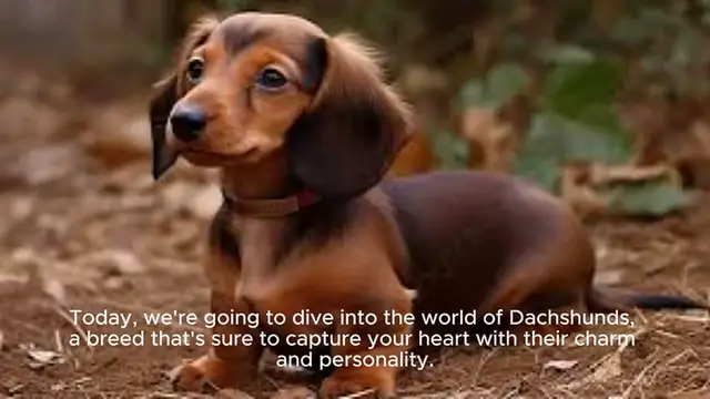 Video thumbnail for Dachshund