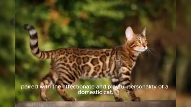 Video thumbnail for Bengal Cat
