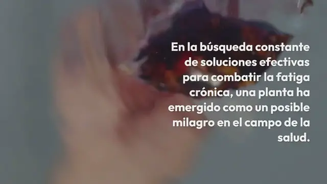 Video thumbnail for La planta milagrosa que combate la fatiga crónica