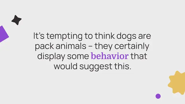 Video thumbnail for Are dogs pack animals?