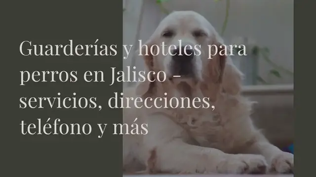 Video thumbnail for Guarderías y hoteles para perros en Jalisco - servicios, direcciones, teléfono y más