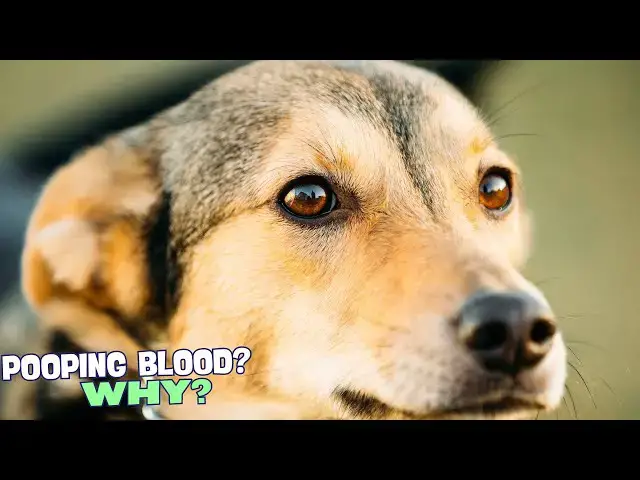 Video thumbnail for 🐶 Why Is My Dog Pooping Blood? 🚨
