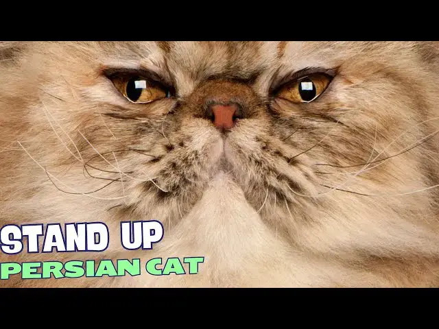 Video thumbnail for 10 Reasons Why You Should NEVER Own a Persian Cat 😺