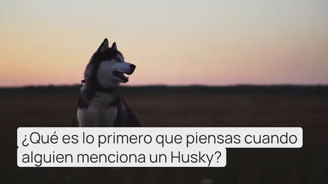 Video thumbnail for Todos Los Colores de Ojos del Husky Siberiano (¡Con Fotos!)