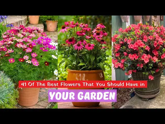 'Video thumbnail for 41 Of The Best Flowers That You Should Have in Your Garden'
