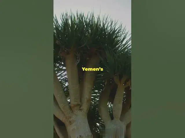 'Video thumbnail for Top 4 Unique Forests You Won't Believe Exist'