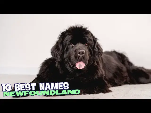 Video thumbnail for 🐾 10 Best Names for Newfoundlands 🐕