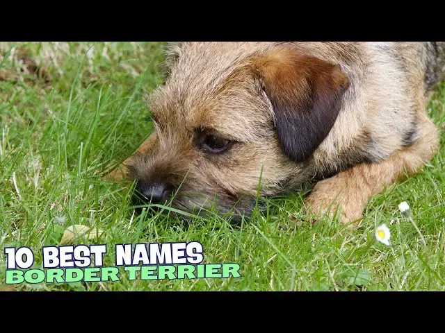 Video thumbnail for 🐾 10 Best Names for Border Terriers 🐕