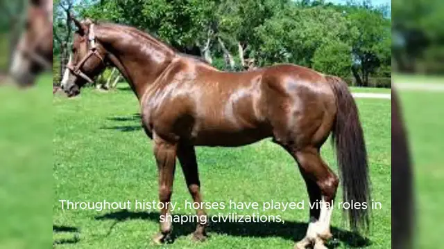Video thumbnail for Noble Horse