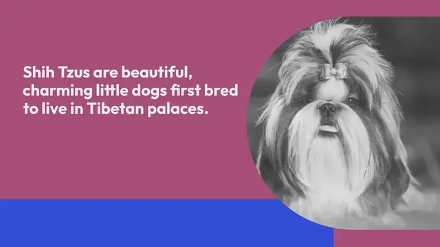 Video thumbnail for All The Shih Tzu Colors Explained (With Pictures!)