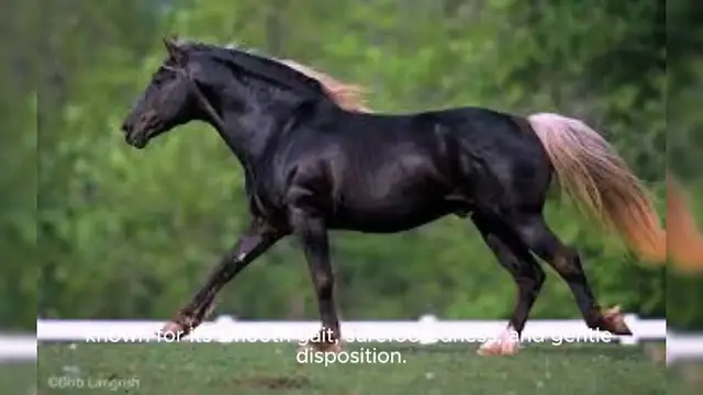 Video thumbnail for Rocky Mountain Horse