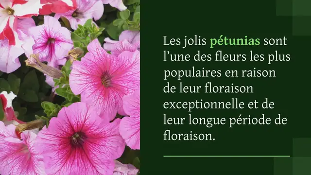 Video thumbnail for Comment planter des pétunias en jardinière : Le guide ultime