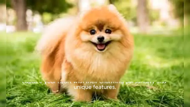 Video thumbnail for Pomeranian