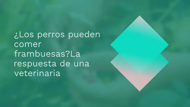 Video thumbnail for ¿Los perros pueden comer frambuesas? La respuesta de una veterinaria